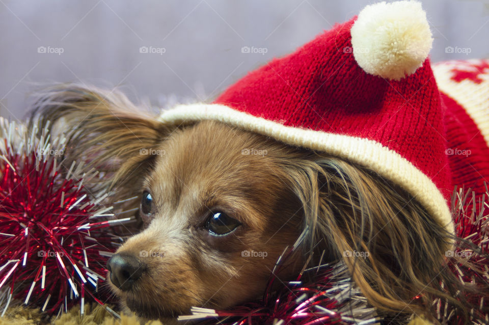 dog in a Christmas hat