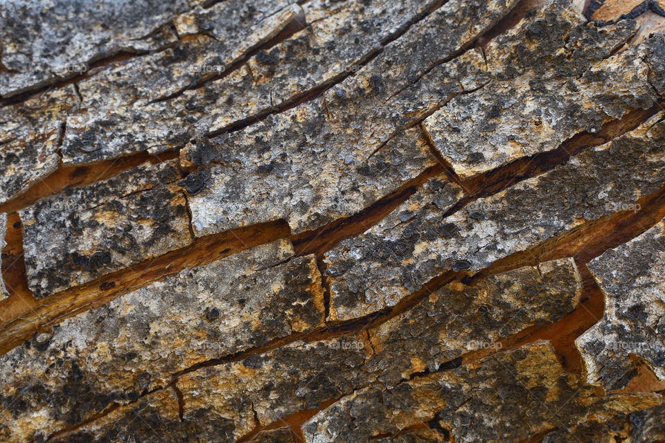 Natural Rough Peeling Tree Bark, Rustenburg, South Africa