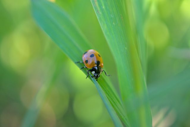 Beatle summer