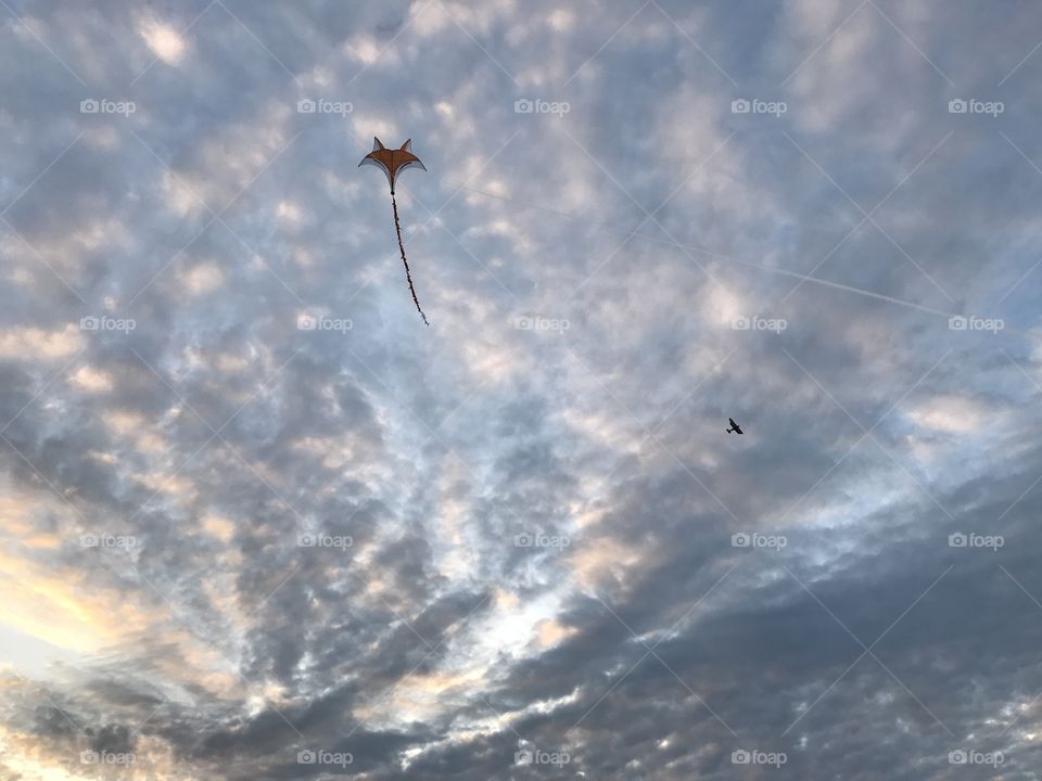 Fox kite flying in the sky at sunset.