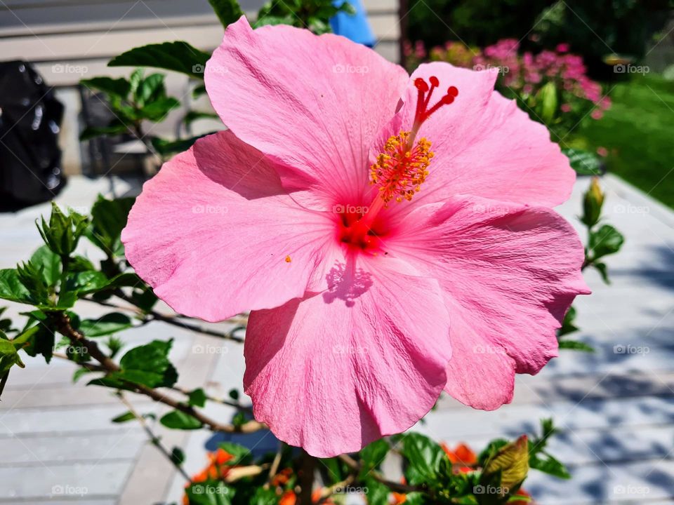 Barbie Hibiscus