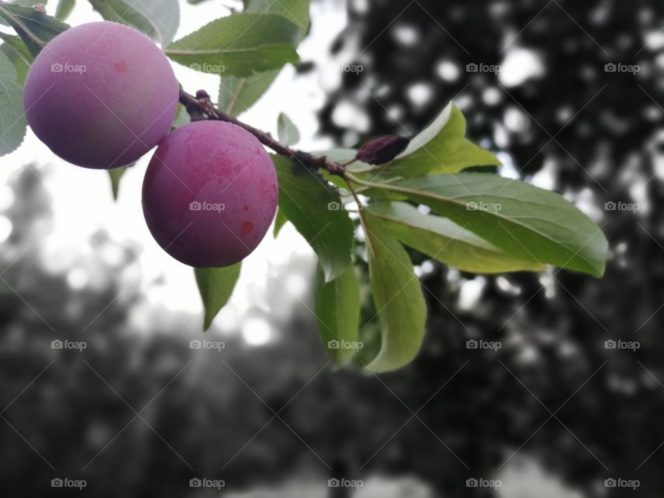 Purple Plums hanging off tree branch with blurred background behind them.
