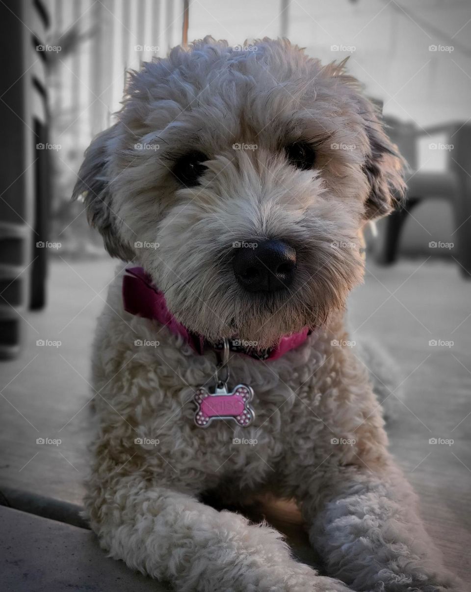 A cute soft coated wheaten terrier puppy looks perfect as she relaxes after a busy play time