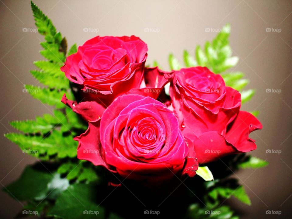 Rose, Love, Flower, Nature, Romance