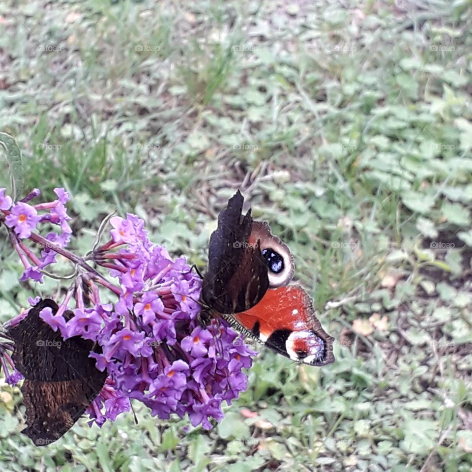 two butterflies on purple flowers of  budleya - the butterfly bush