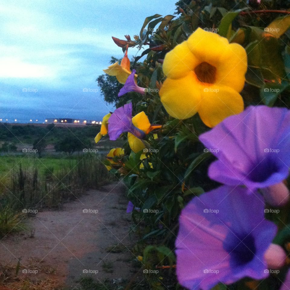 Flores e Cores!
Beleza da Natureza!