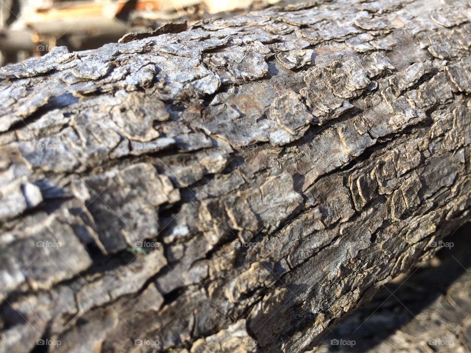 Tree bark 