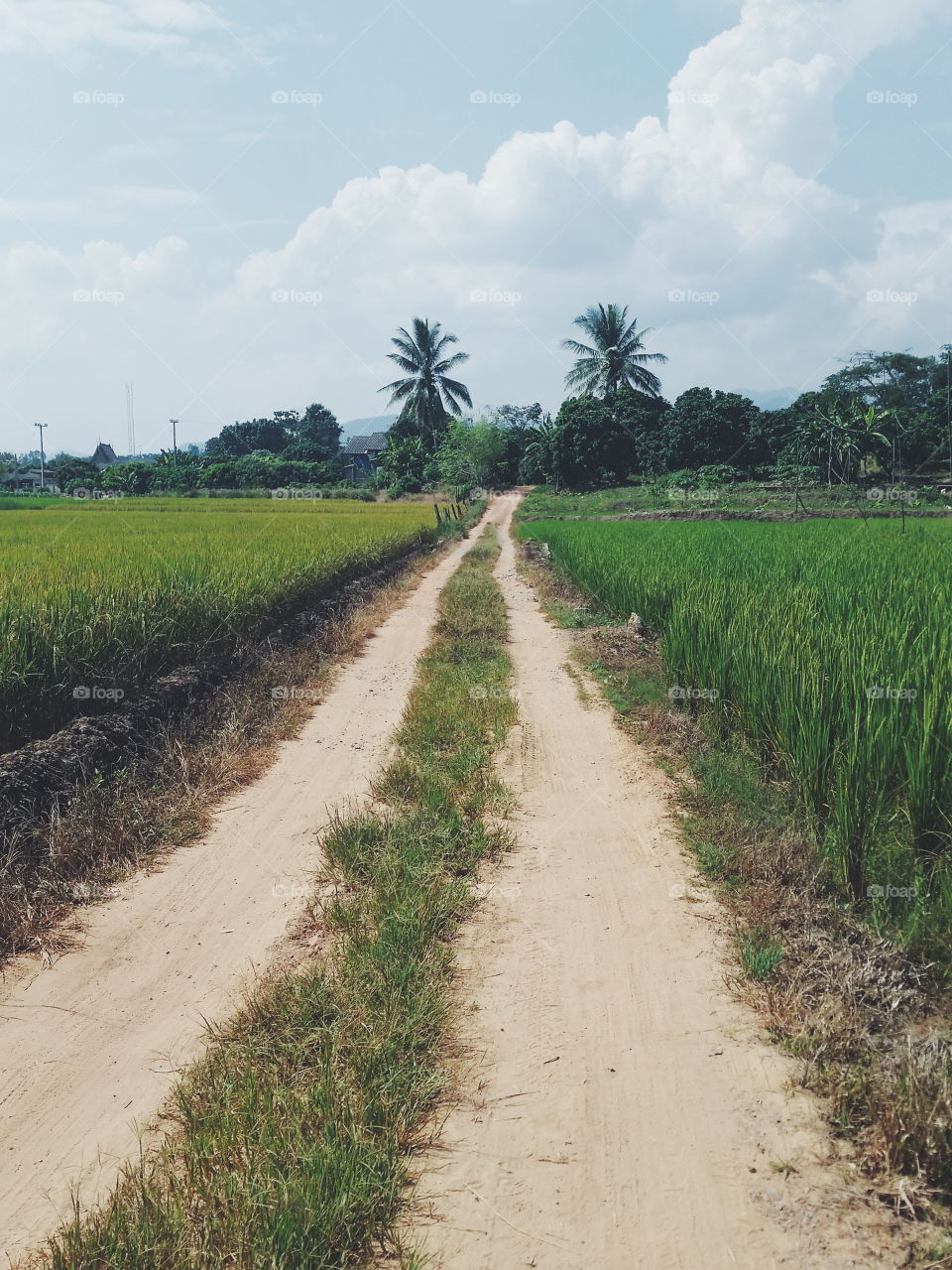 Path through rice field