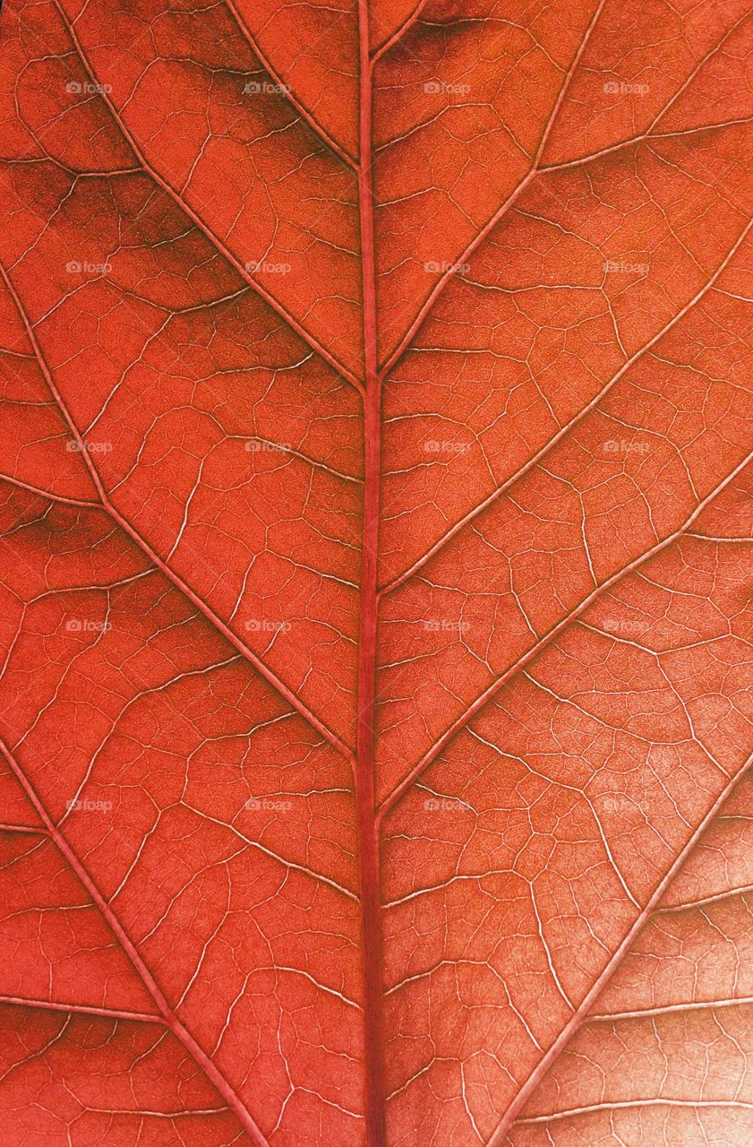 Red leaf in macro 
