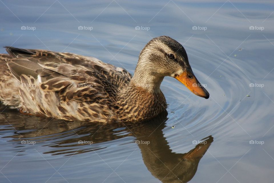 Female Mallard Duck