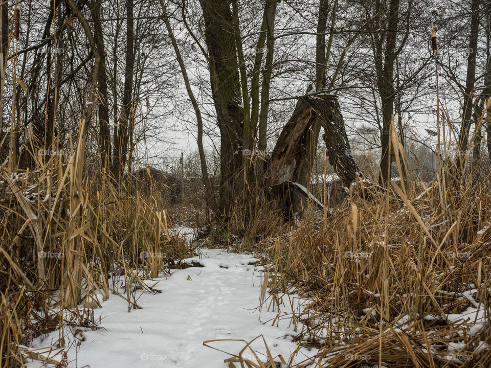 Trees during winter