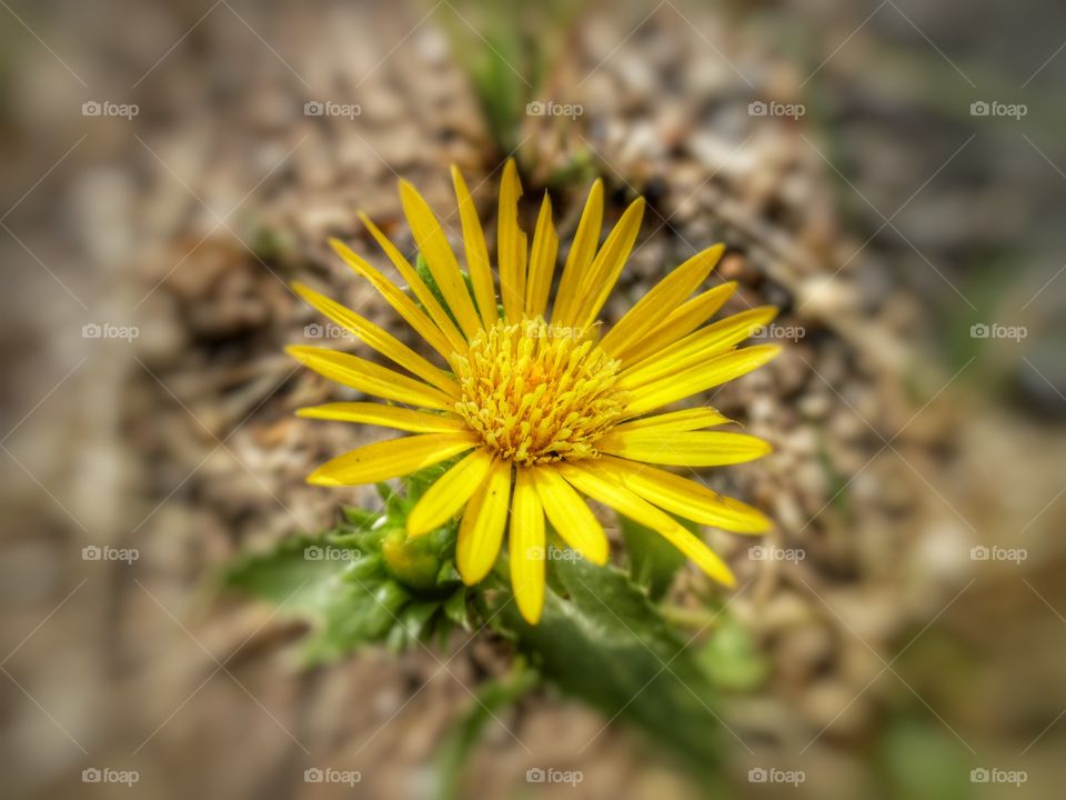 dandy Lions Club. I saw this flower 🌸 and took a picture of it. I love flower shots. 👣 🚶 🏃 🔥 💨