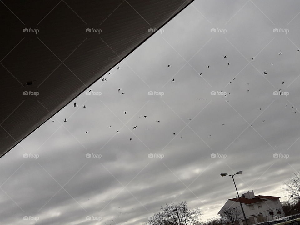 palomas volando en un cielo gris