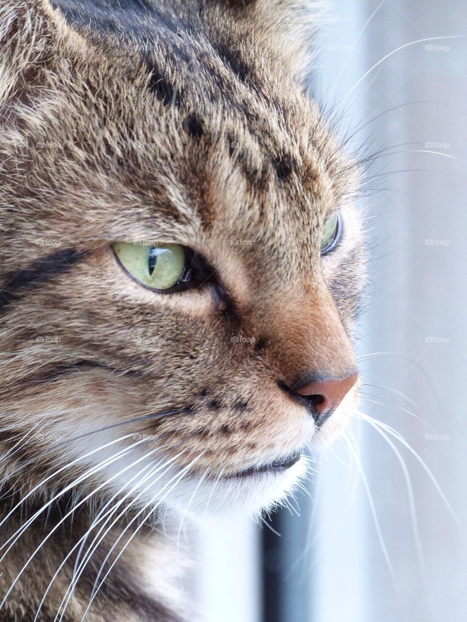 Cat face close up