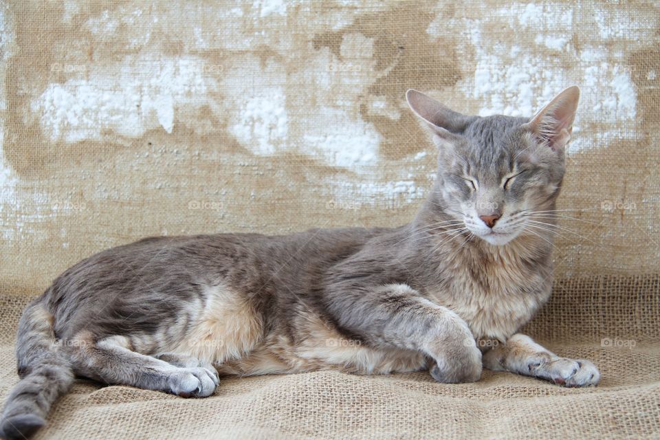 Close-up of resting cat