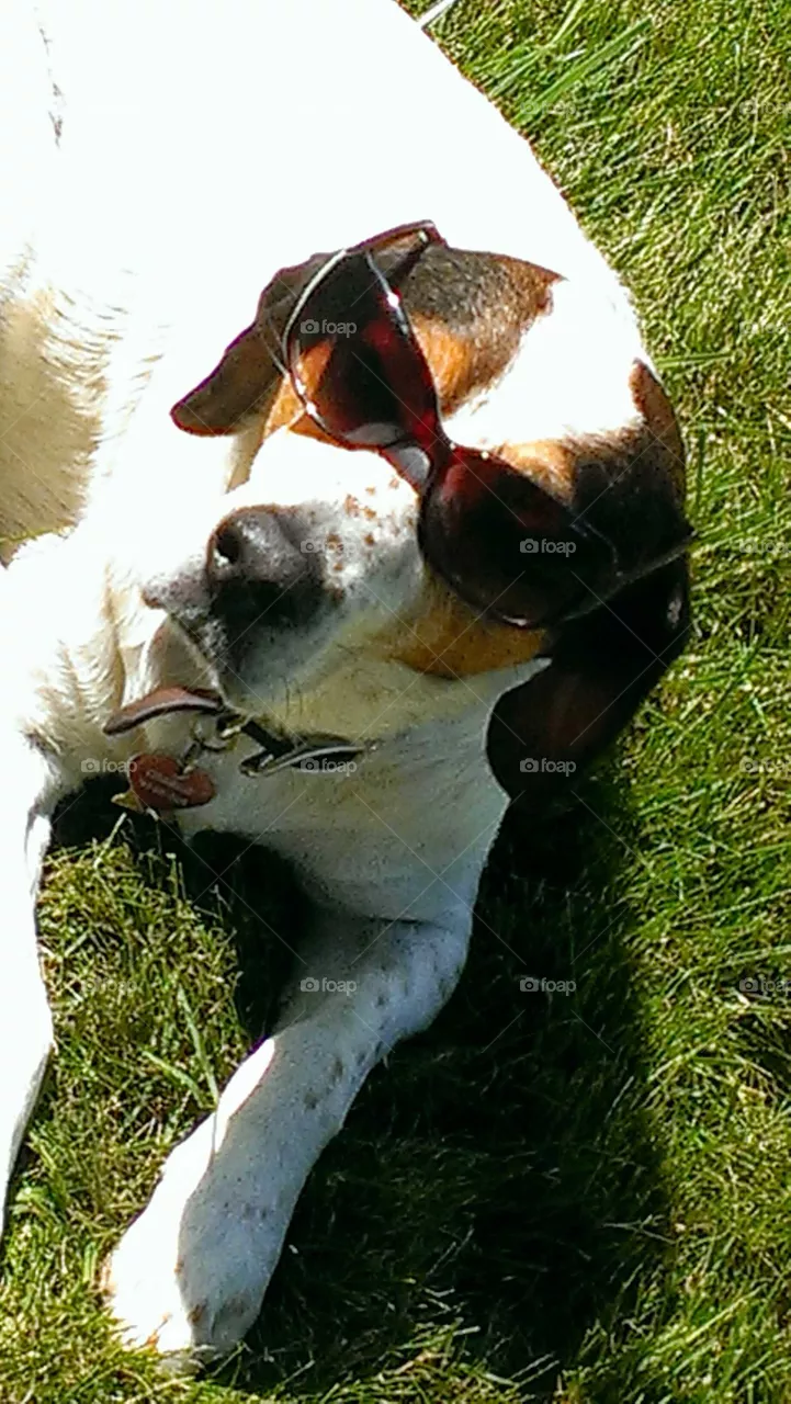 Cool Dog