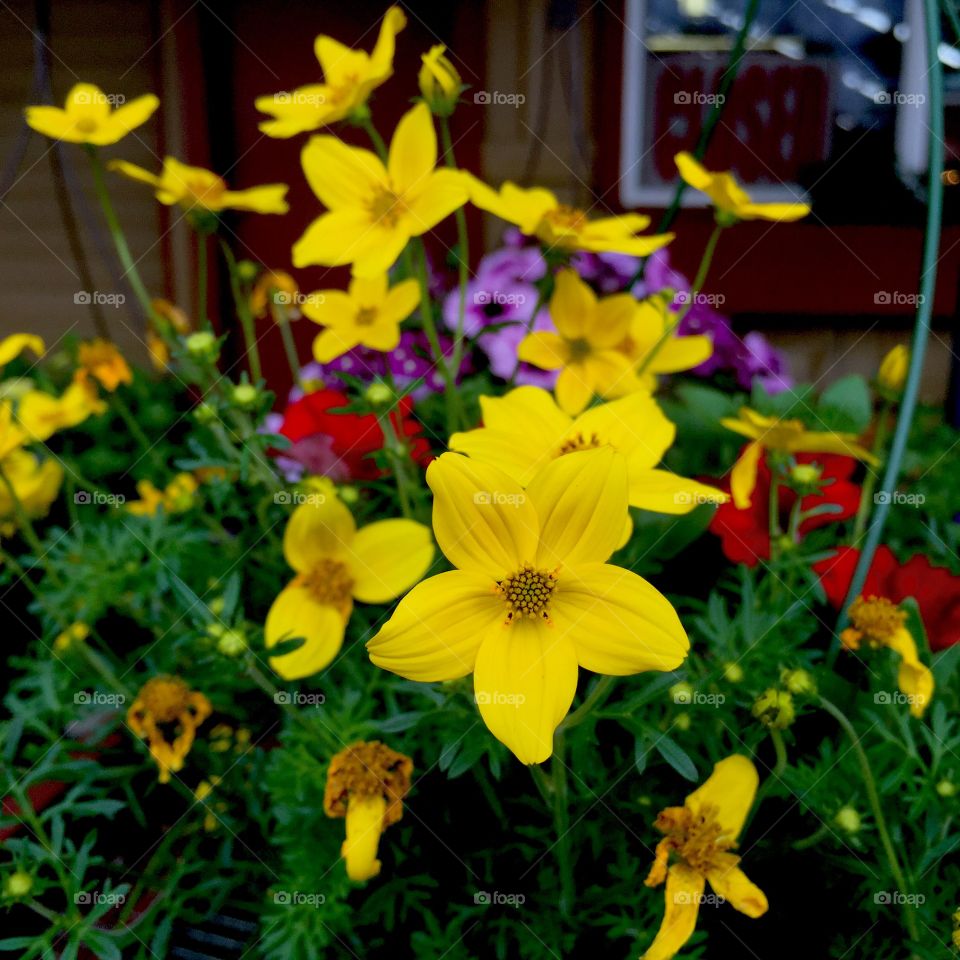 Flower Basket. Hanging baskets at the farm market.
