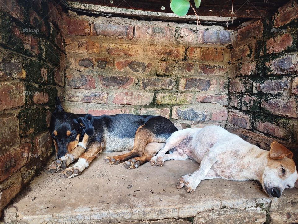 Dogs taking a nap