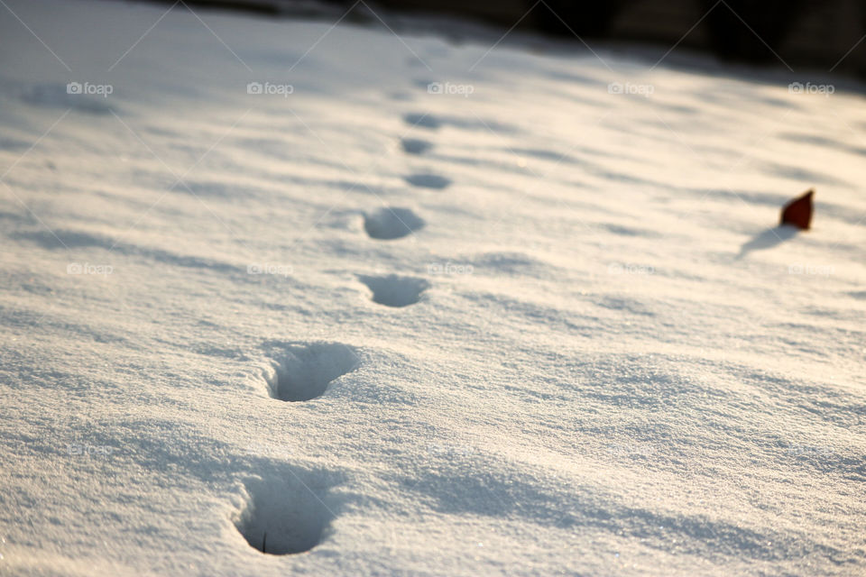 Footprints in the Snow- I love how the snow is still perfect, untouched around the footprints.
