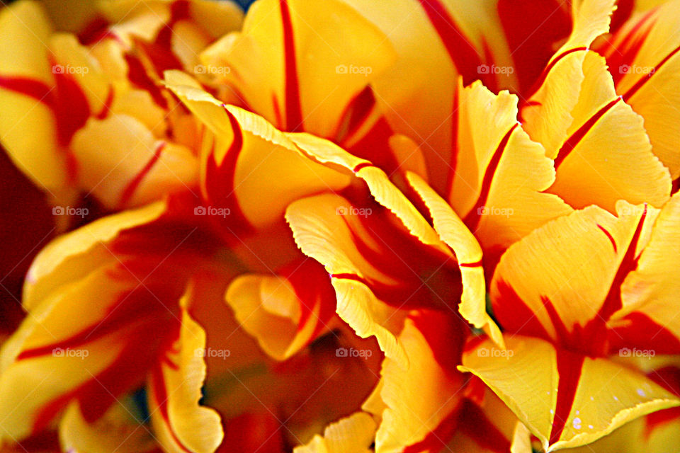 Close-up of yellow tulips