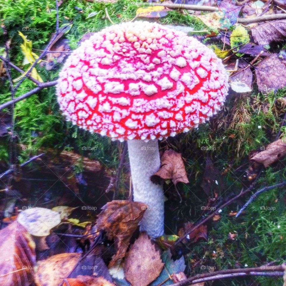Fly agaric mushroom 