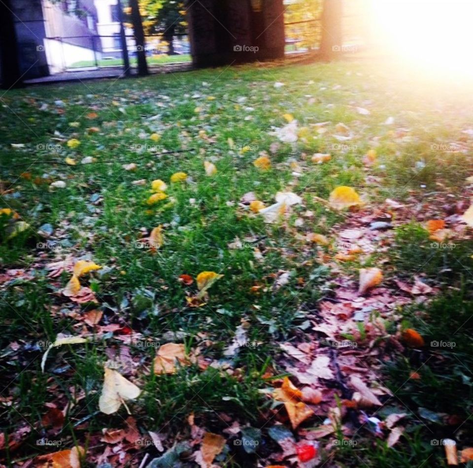 Autumn weather. I was sitting in The park and enjoying The weather in Oslo with my friends 
