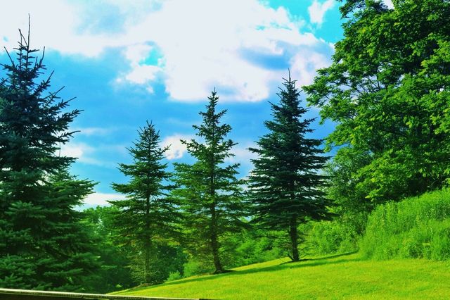 Treescape