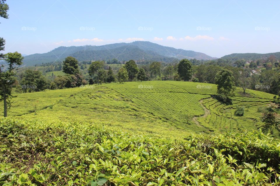 tea garden with mountain background