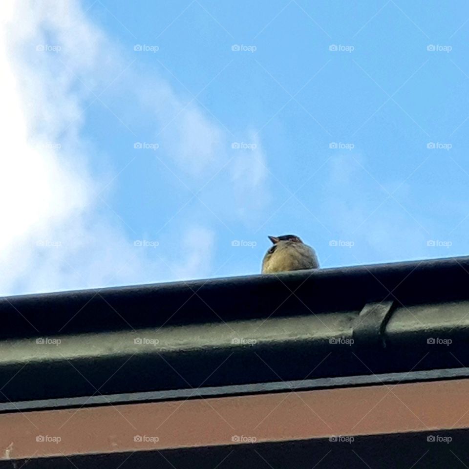 Bird on the edge of the gutter.