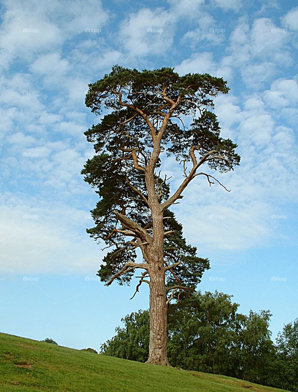 Tall Scots Pine tree