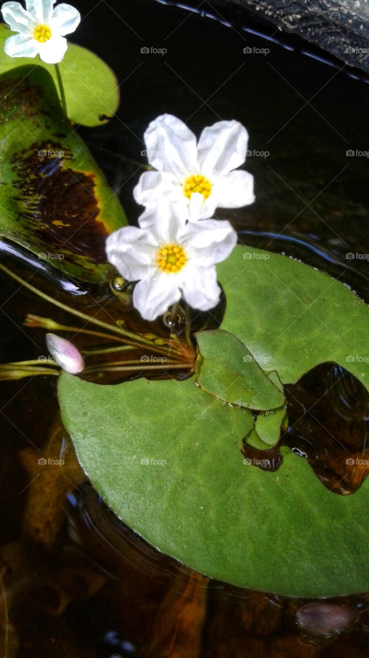 white colour water flowers