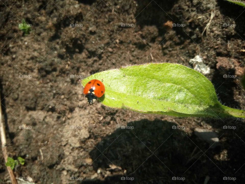 ladybug