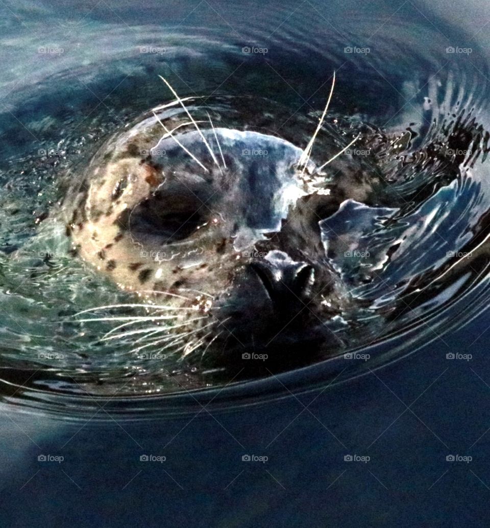 Seal Breaching Surface