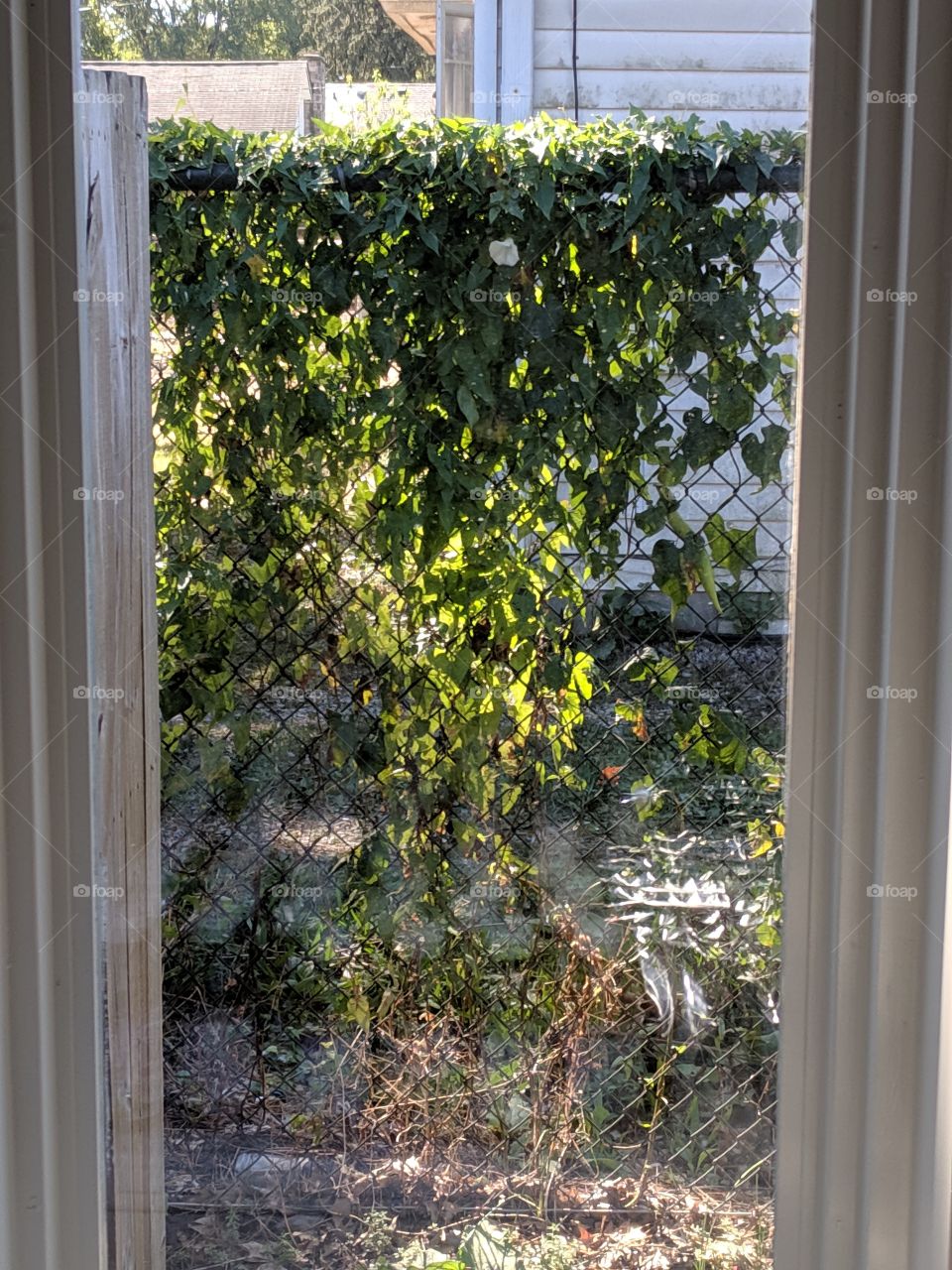 window view