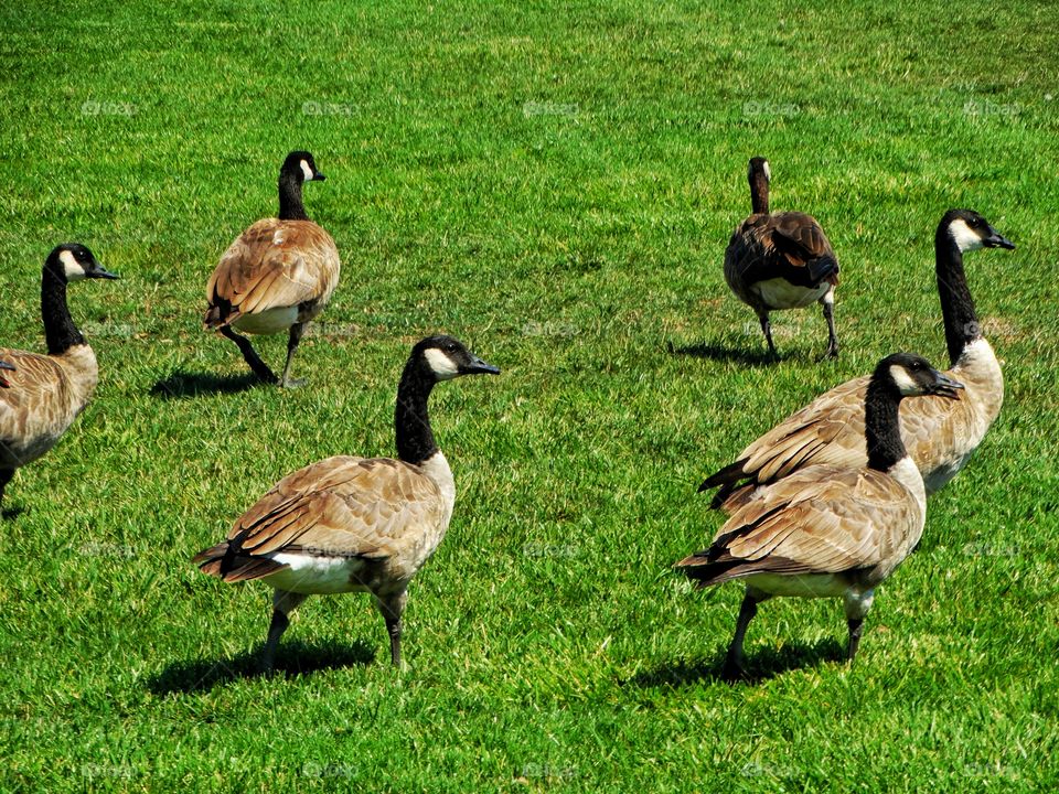 Canada Goose
