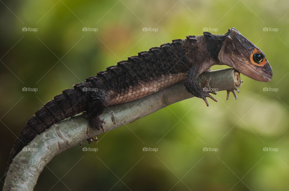 Croc Skink