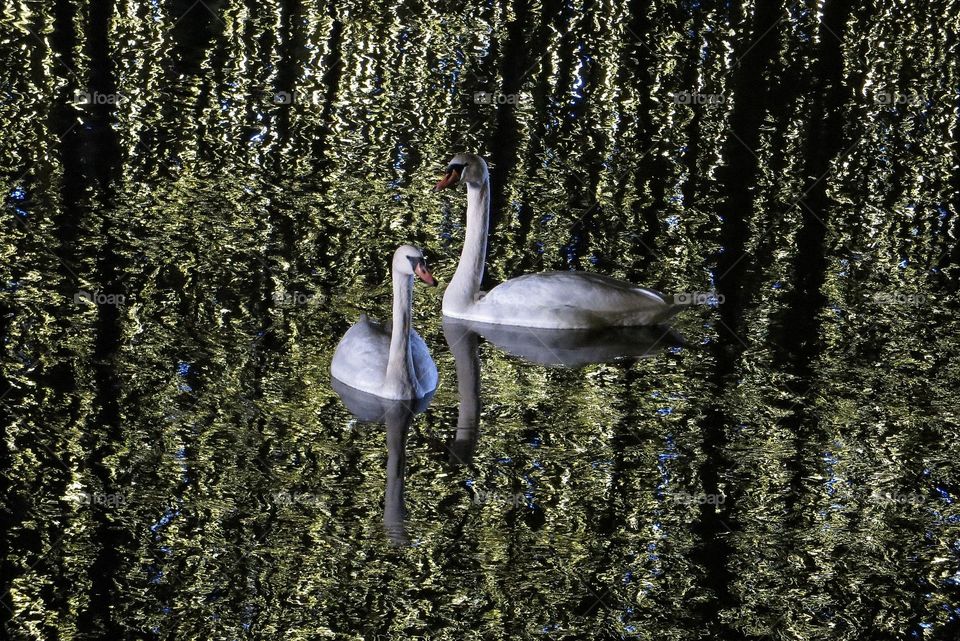 Incredible reflections