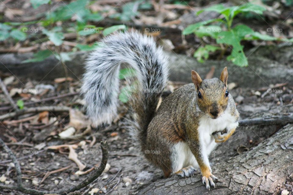 squirrel nyc