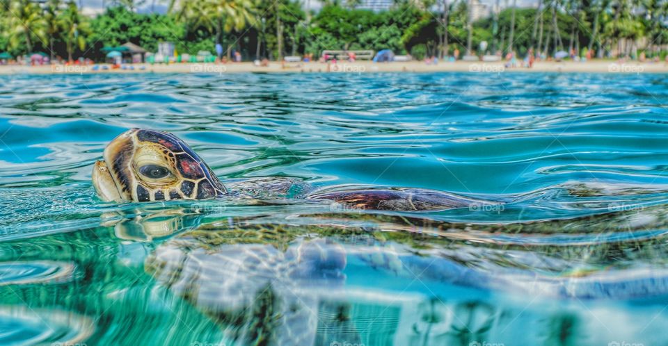 Hawaiian sea turtle