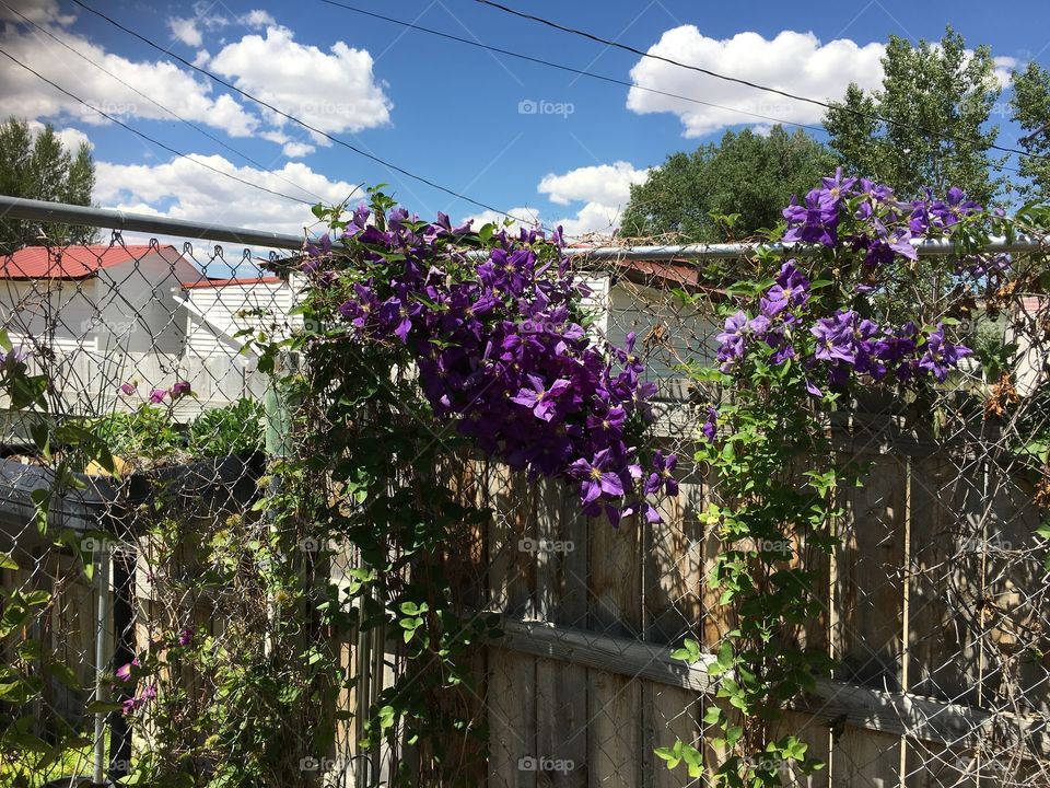 Clematis in Full Bloom