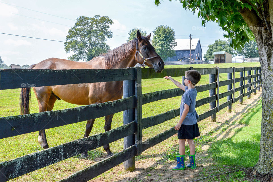 Young boy feeding a carrot to a horse at a wooden fence outdoors in the summer