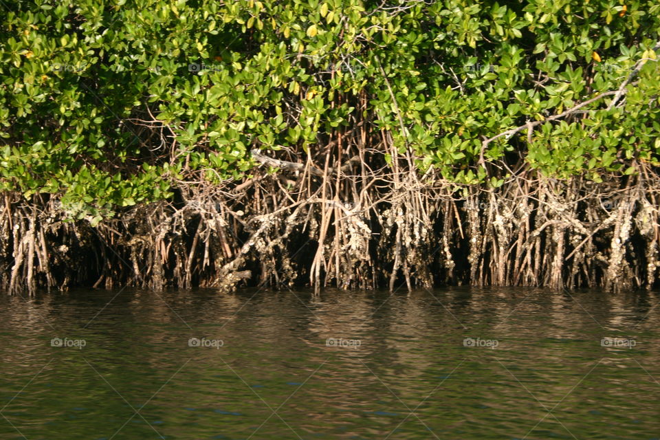 Mangrove, Tropical, Water, Swamp, Nature