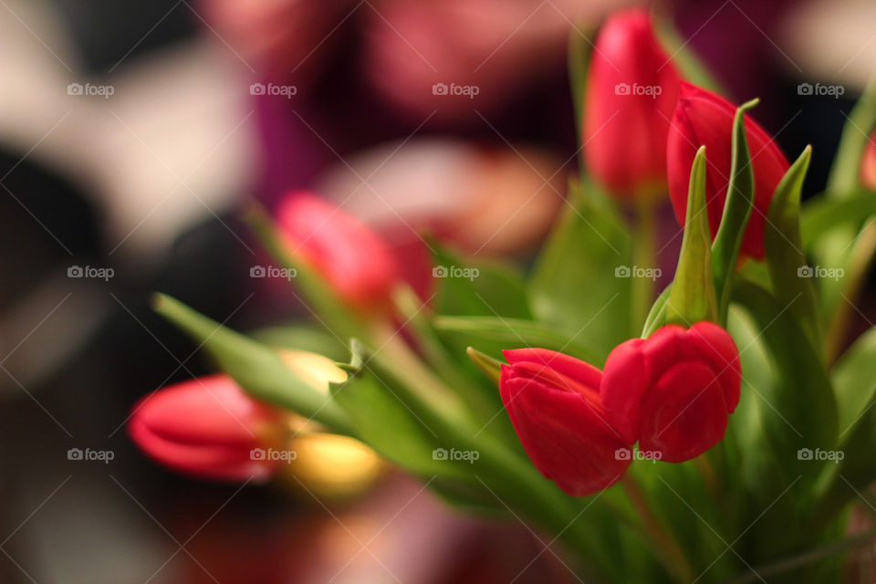 flower red summer tulip by startomat