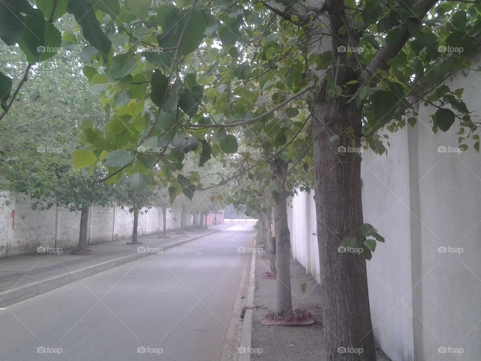 Trees in long street
