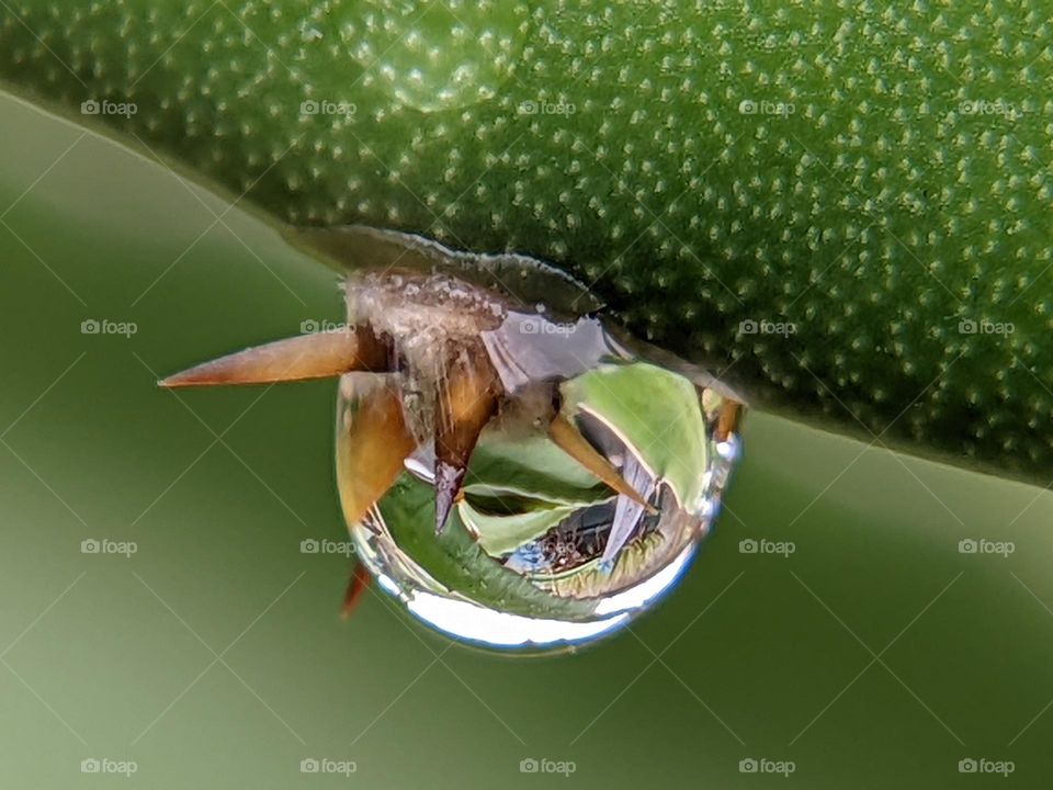 dew on the dragon fruit tree