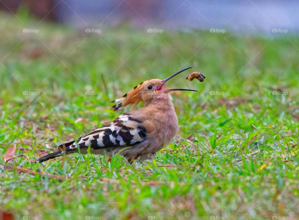Beautiful and cute bird