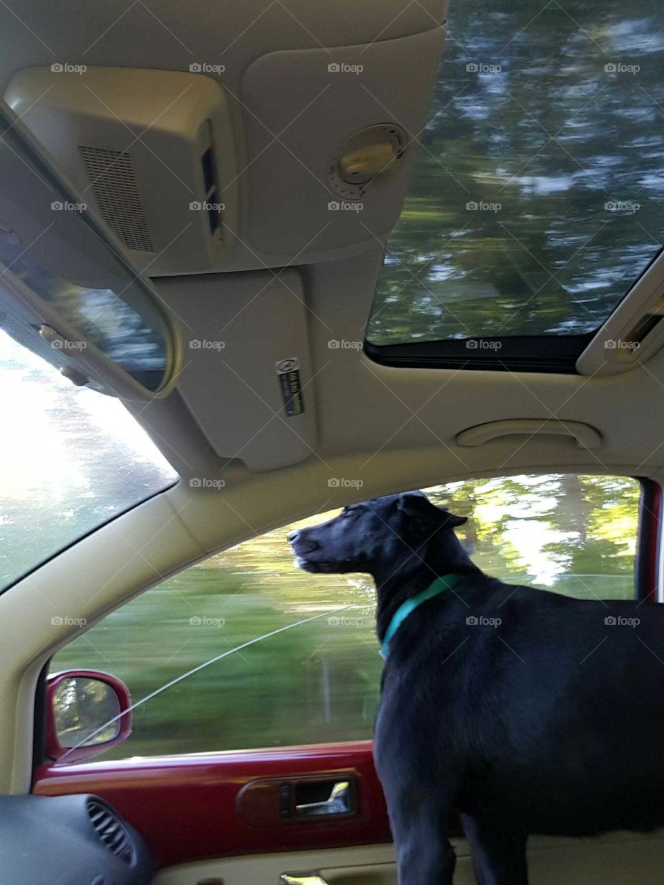Dog riding in a car with window down
