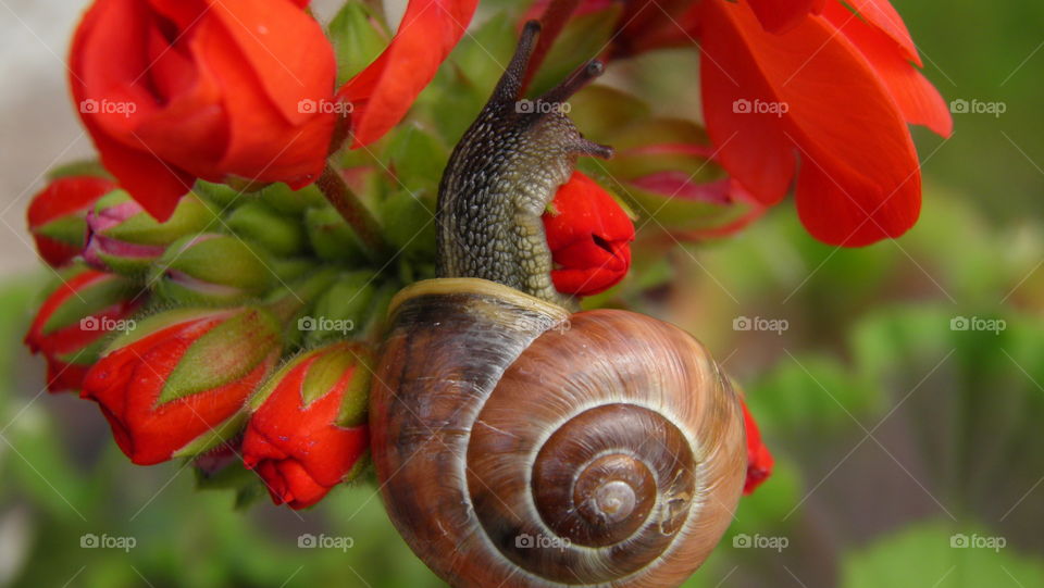 snail