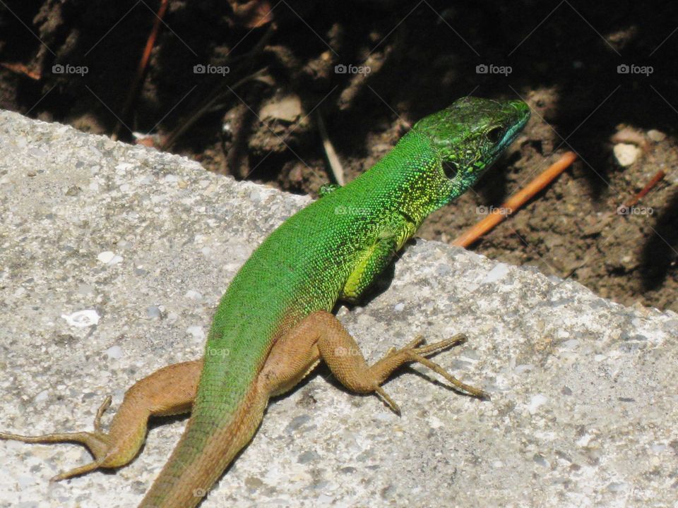 green lizard
