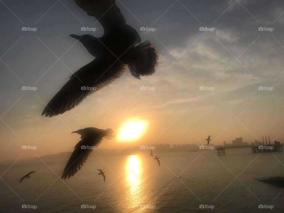 The seagulls in the sunset 